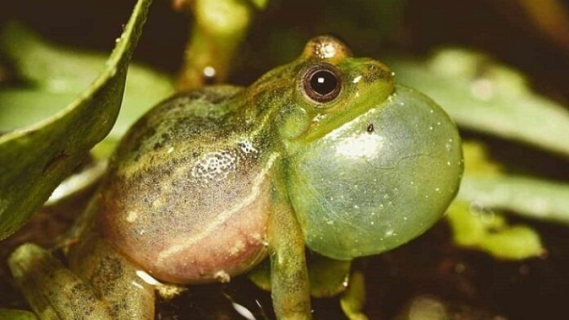 ¿Qué hay detrás del canto de las ranas?