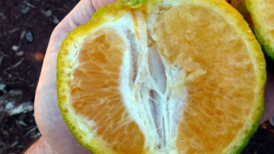 Alertan sobre una gran amenaza para los cítricos en Santa Fe