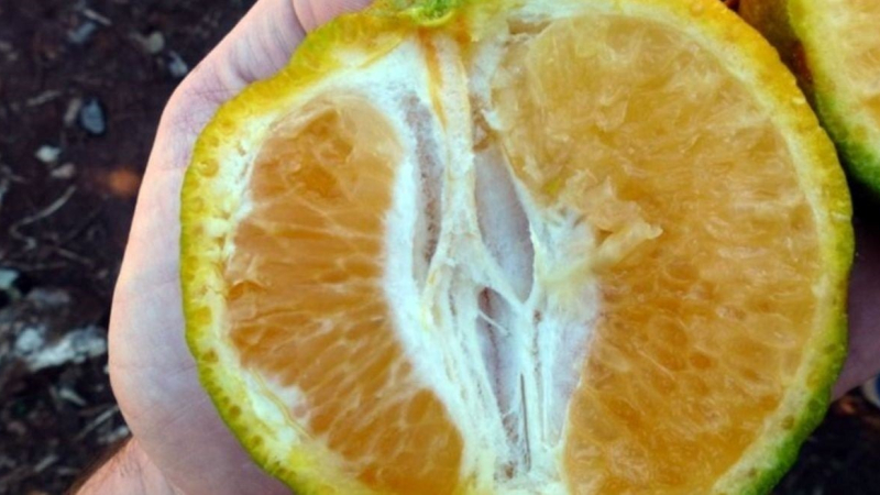 Alertan sobre una gran amenaza para los cítricos en Santa Fe
