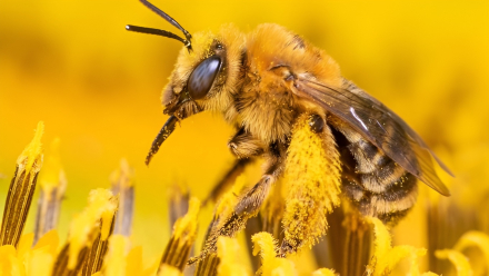 abeja.jpg