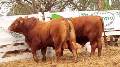 ECHI: cinco millones por un toro Brahman