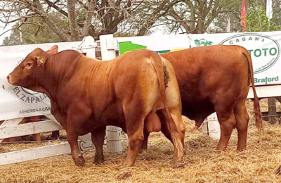 ECHI: cinco millones por un toro Brahman