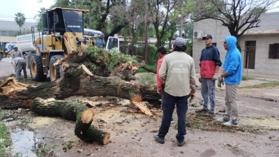 Tormenta eléctrica y viento intenso dejó gran cantidad de árboles caídos