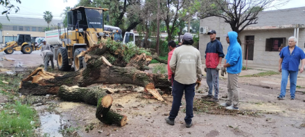 arbol caido 3.jfif