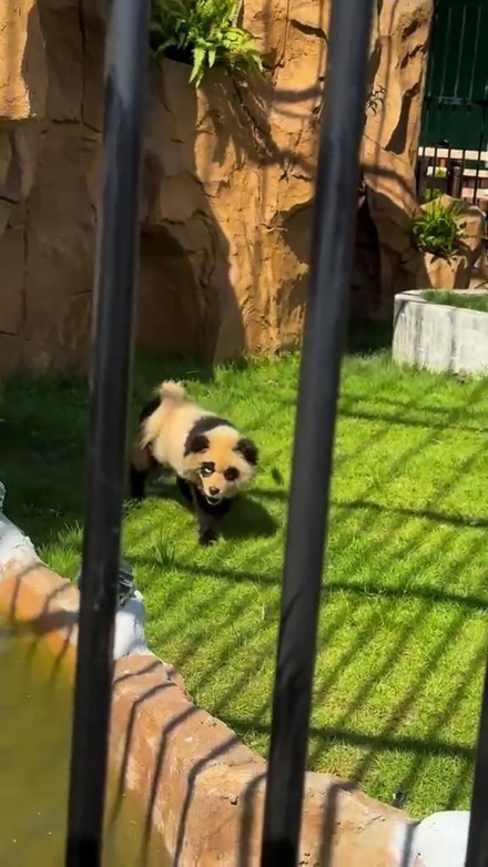 perro panda 1.jpg