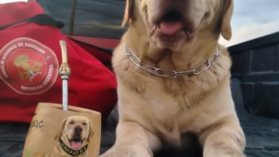 Murió Tupac, el primer perro rescatista de los bomberos voluntarios de Quitilipi