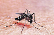 aedes.jpg
