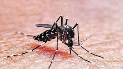 Mutaciones del mosquito del dengue lo vuelven resistente a los insecticidas