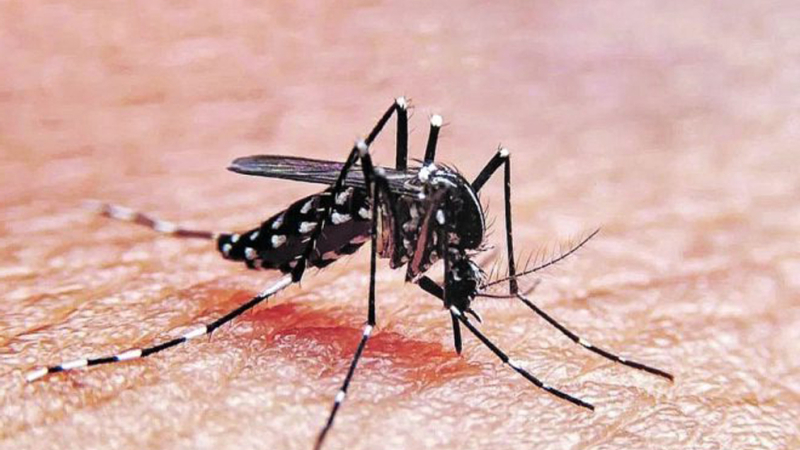 Mutaciones del mosquito del dengue lo vuelven resistente a los insecticidas