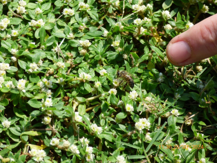 BIODIVERSIDAD3.jpg