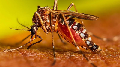 Dengue: llegaron las altas temperaturas pero la adhesión a la vacunación no repunta