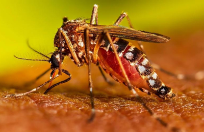 Dengue: llegaron las altas temperaturas pero la adhesión a la vacunación no repunta