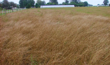 pasturas2.jpg