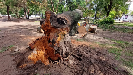 arbol caido octubre 2.jpg