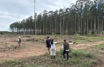 Un fallo internacional sostiene que "el modelo forestal argentino es ecocidio"