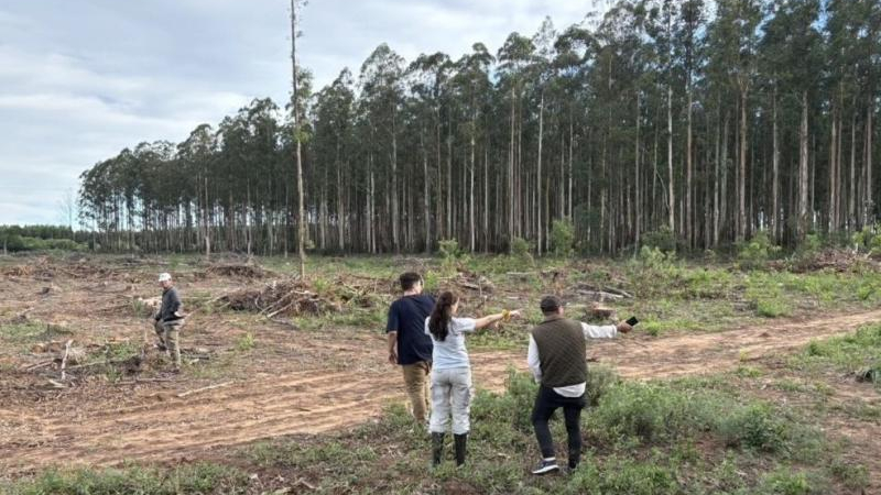 Un fallo internacional sostiene que "el modelo forestal argentino es ecocidio"