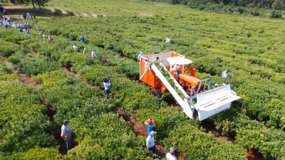 Frenan la cosecha de yerba y puede impactar en los consumidores