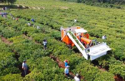 Frenan la cosecha de yerba y puede impactar en los consumidores