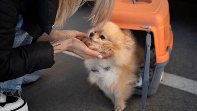 Qué tener en cuenta si se viaja con una mascota o se la deja en casa