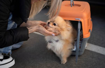 Qué tener en cuenta si se viaja con una mascota o se la deja en casa