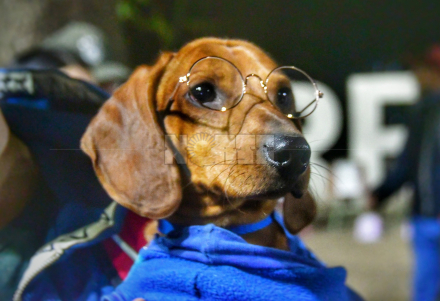 El perro Gandi.jpeg