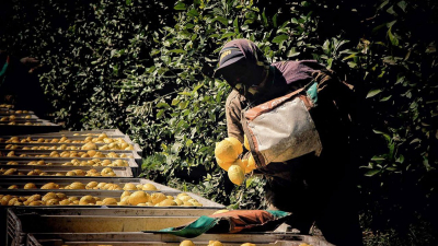 Crisis en la industria del limón