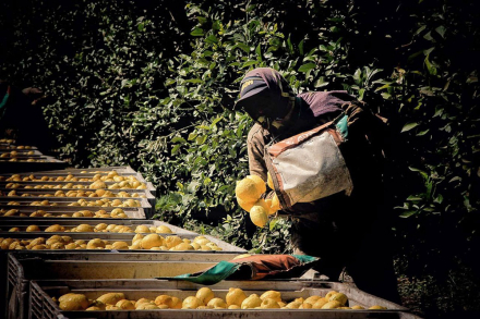 cosecha-limones.jpg