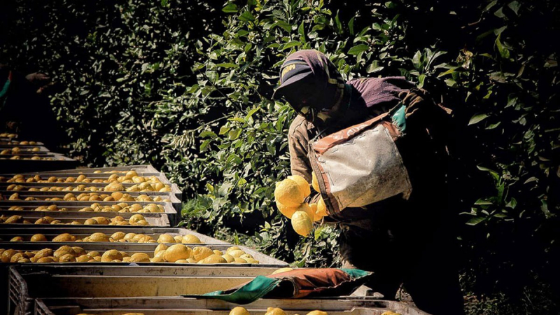 Crisis en la industria del limón