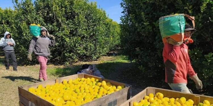 limones2.jpg