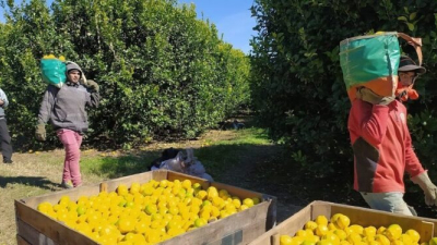 El desbocado precio del limón