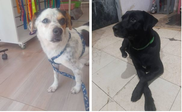 hermanitos adopcion.JPG
