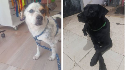 Buscan una familia para Toy y Wendy