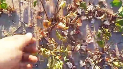 El intenso calor quemó un lote de algodón en La Tigra