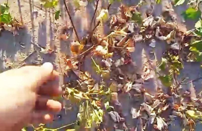El intenso calor quemó un lote de algodón en La Tigra