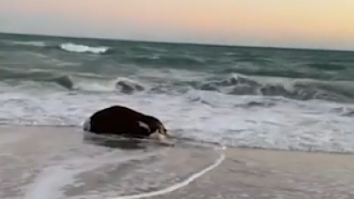 Una vaca muerta apareció flotando en el mar y sorprendió a los turistas en Río Negro