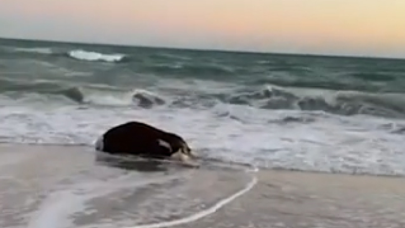 Una vaca muerta apareció flotando en el mar y sorprendió a los turistas en Río Negro