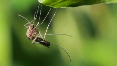 Se confirmó el primer caso de dengue en la provincia