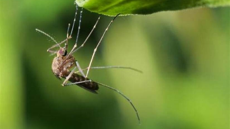 Se confirmó el primer caso de dengue en la provincia