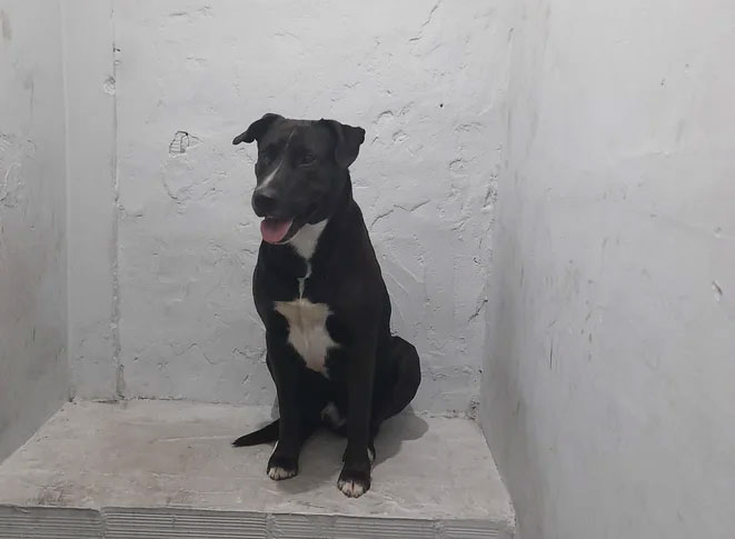 perro.jpg