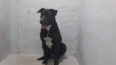 Una mujer fue detenida por abusar sexualmente de su perro