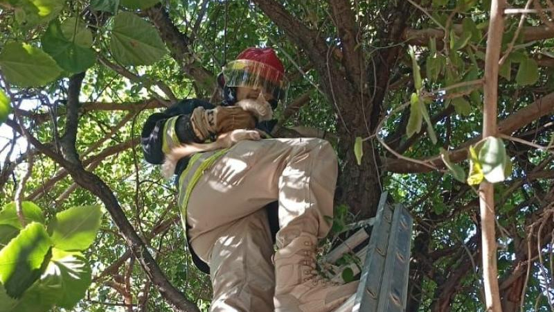 Gatito travieso: los bomberos lo rescataron de la cima de un árbol y su dueña les agradeció