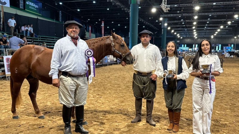 Padrillo chaqueño premiado en la principal exposición de caballos del país