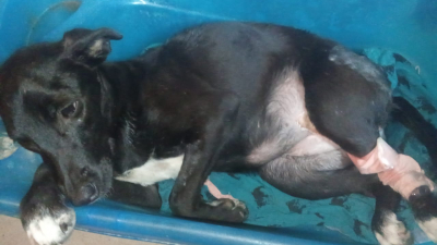 Piden colaboración para Lira, una cachorrita que fue atropellada y sufrió varias fracturas