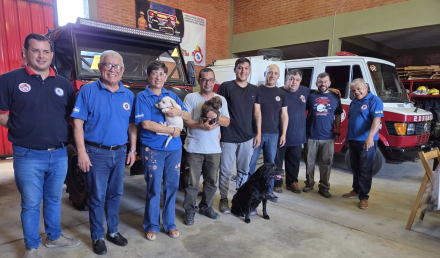 perros labradores 1.jpg