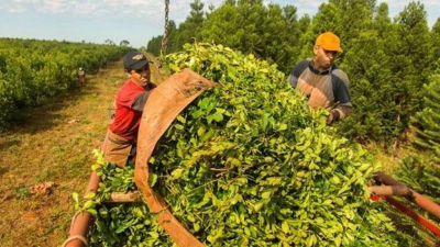 El gobierno desregula el mercado yerbatero y elimina los límites a nuevas plantaciones