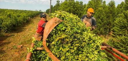 Yerba-mate.jpg
