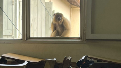 El encuentro con un mono carayá en pleno campus de la UNNE