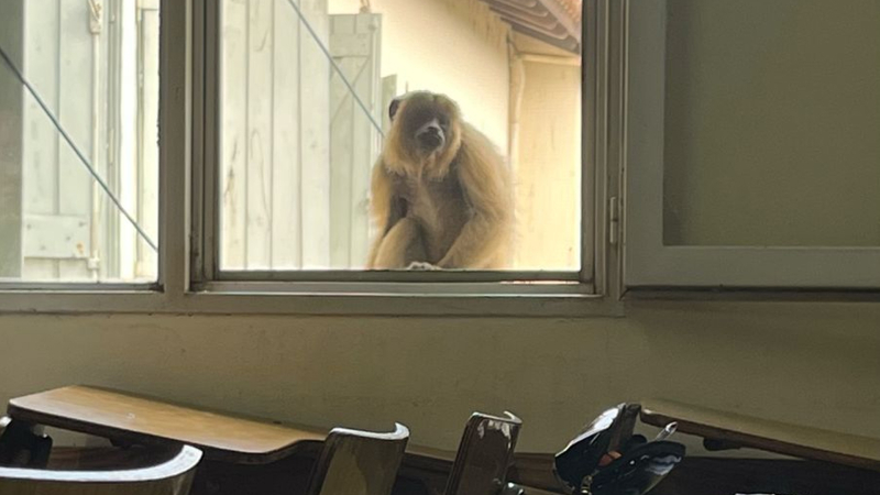 El encuentro con un mono carayá en pleno campus de la UNNE