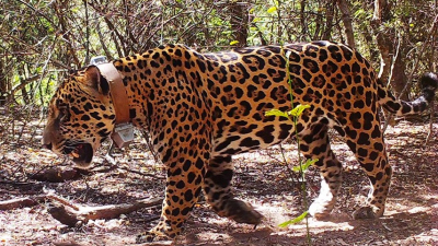Tañhi Wuk se une al renacer de los yaguaretés en el Chaco