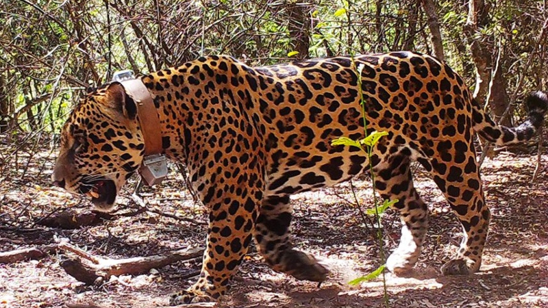Tañhi Wuk se une al renacer de los yaguaretés en el Chaco
